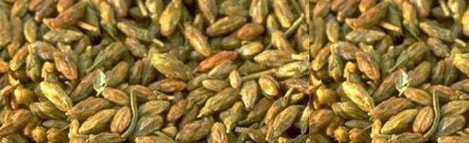 i semi di agrumi hanno attività contro i parassiti