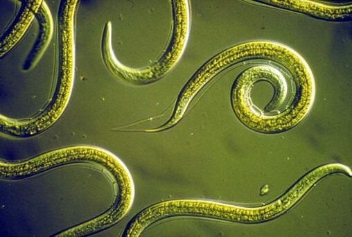 Nematodi parassiti nell'intestino tenue umano